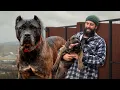 Download Lagu No cometas estos errores con tu cachorro de Presa Canario