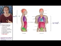 Anatomical Themes 7 Body cavities