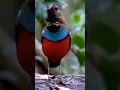 Download Lagu suara burung paok mopo@D.Hewan.#suara#burung#paokmopo#burungcantik#duniahewan#shorts
