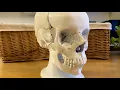 Assembly of 3D Printed Human Skull Model