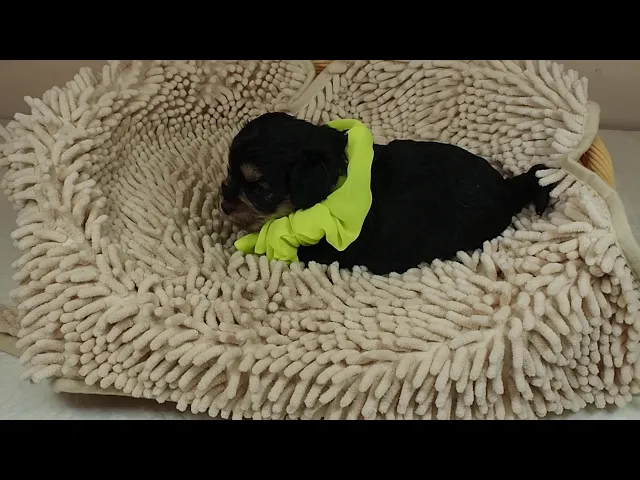 動画