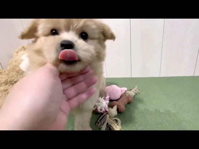 動画