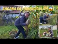 Life of a Filipina in a German Province! Autumn Harvesting Pinoy Gulay sa Probinsya.