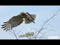 Why Some Birds Can Fly Backwards And Why It Matters