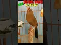 Download Lagu KICAU BURUNG WAMBI GACOR #shorts #yoyokmaligas #kicaumania