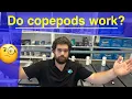 Don t add copepods to saltwater reef aquarium before watching this