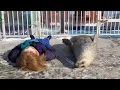 Slapping belly with a seal