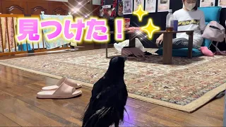 大好きなママに早く会いたくて急ぐカラスのささみ