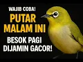 Lagu Paling Dicari! Masteran Pleci Malam Hari Full Auto Ngriwik!