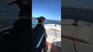 Good morning.. hope you have a great Sunday!! #Fyp #dream #doberman #pets #boat