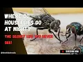 Where Do Houseflies Go at Night The Secret Life You Never See