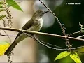 Download Lagu Burung Master : Kicauan Burung Siri-Siri