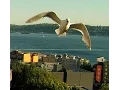 Drone over Seattle Space Needle - Seagulls Attack 061415