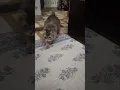 Lagu baffiee#Bani Shikari 😂 #cat #cute #funny #kitten #short field#youtubeshorts #virlshort #