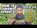 How To Grow Sprouts Why They Are AMAZING