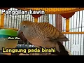 Download Lagu Perkutut lokal minta kawin memancing birahi semua jenis perkutut