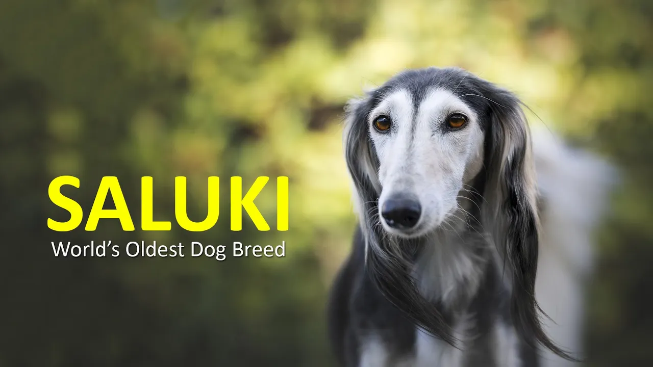 Saluki – Dog Breed Information About World's Oldest Dog Breed