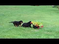 Rottweiler Puppies For Sale
