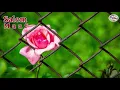 Download Lagu Saleem - Maaf (lirik)