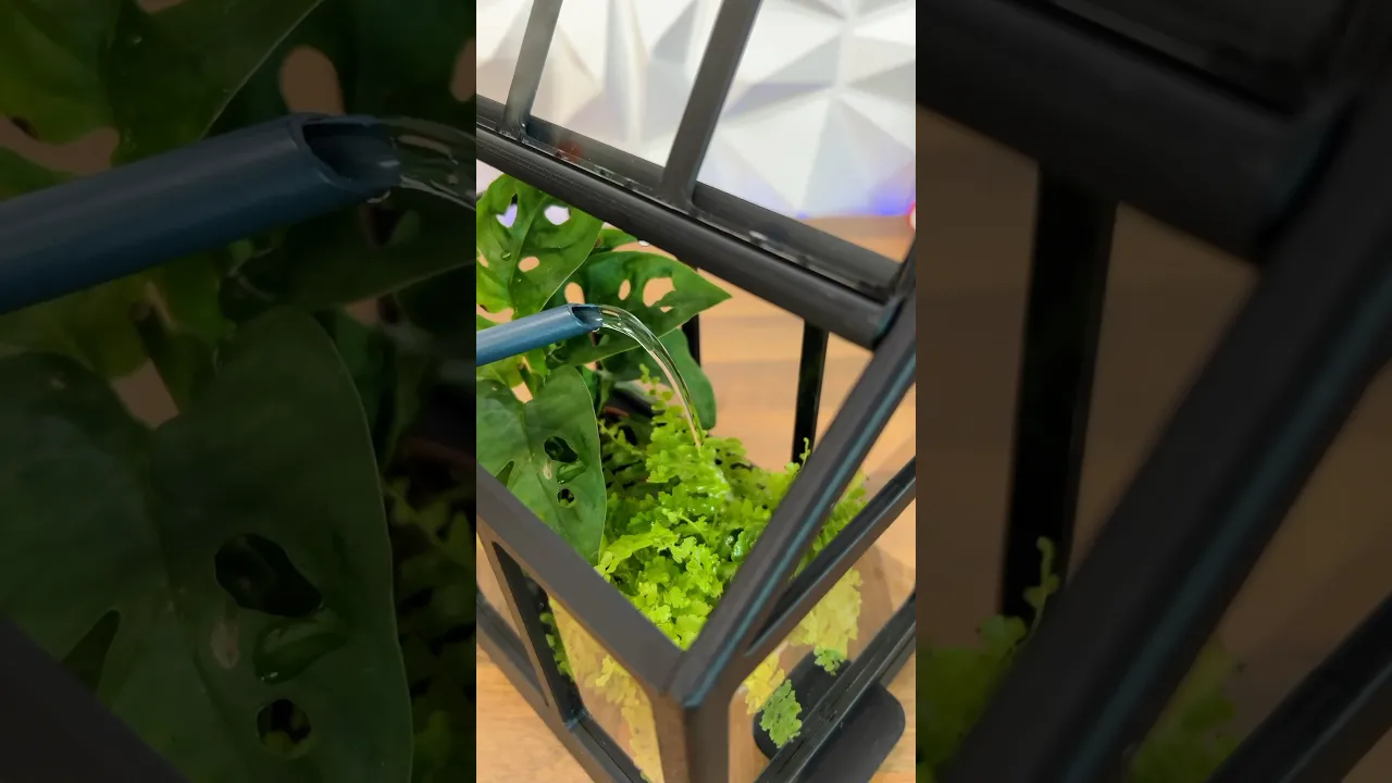 Mini Greenhouse video thumbnail