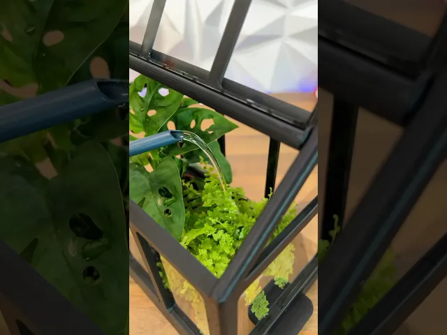 Mini Greenhouse video thumbnail