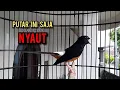 Download Lagu murai batu gacor AMPUH buat PANCINGAN murai batu agar bunyi JADIKAN burung murai gacor NYAUT EMOSI
