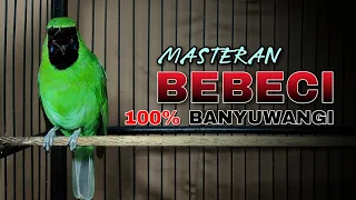 100 banyuwangi masteran cucak ijo bebeci ori alas purwo