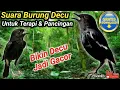 BURUNG DECU GACOR UNTUK PANCINGAN DAN TERAPI DECU MACET BUNYI