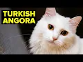 Turkish Angora Cat Breed Personality Planet Of The Cats