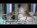 Download Lagu Mengenal Lebih Dekat Burung FLAMBOYAN | Perbedaan Jantan Dan Betina Flamboyan