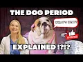 Dog Period Easily Explained When do they get it Dr Lindsay Butzer