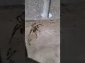 In we don t have many big What kinda is this It is