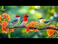 Lagu Unwind \u0026 Recharge: Birdsong 🕊️🕊️🕊️ \u0026 Piano for Work Stress
