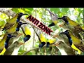 Download Lagu Suara Pikat Burcil Andalan AKM.Channel||Anti Zonk||100% Ampuh
