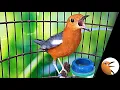 Download Lagu Agar Burung Cepat Bunyi Gacor, ANIS MERAH Jantan Pasti Ikut Nyaut Perdengarkan Kicauan Komplit JOS!,