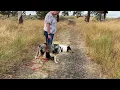 Beginning Dog Tracking