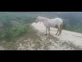 Mad cow headbutt my dog so I call him fuck off