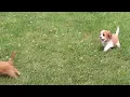 Cavapoo Puppies For Sale