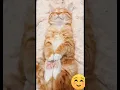 Download Lagu Kucing Lucu Tidurnya Mendengkur#Shorts
