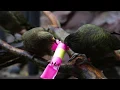 Download Lagu The keas enjoy their festive kea-rackers!
