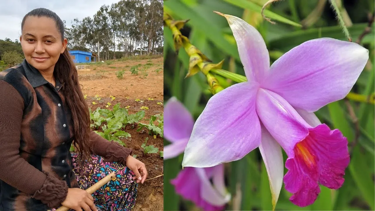 SUPER ADUBO NATURAL PARA ORQUÍDEAS