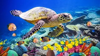 Relaxing Music Healing Stress Anxiety and Depressive States Heal Mind Body and Soul Calming Music