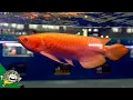 Lagu Arowana Fish World Championship CIPS 2018 - Aquarium Co-Op