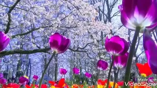 sungguh kasihan nasib sang bunga 