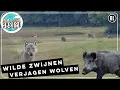 Download Lagu Wild zwijn verjaagt wolven | Zelf Geschoten | Vroege Vogels
