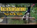 Download Lagu Kacer Ngekek Panjang | Kacer Isian Lovebird