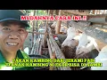 Download Lagu Pakan kambing jerami padi ternak kambing 80 ekor bisa di sambi, T3HCS