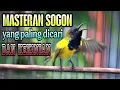 Download Lagu Viral Kurang Dalam 1 mnt burung anda pasti ikut gacor //sogon gacor dor ngeleper bikin emosi lawan