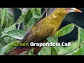 Lagu Green Oropendola Call