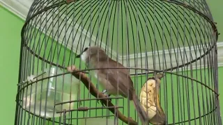 suara burung trucukan ropel merdu enak didengar crocokanbochari9108